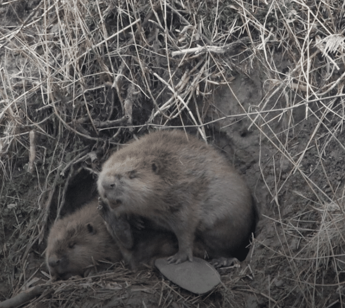 Bevers van Caroline Nagelsmit 2