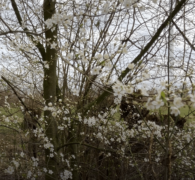 Bloeiende Sleedoorn door Marja ten Voorde 2