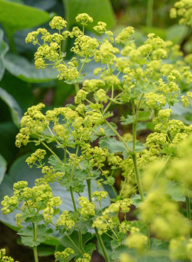 Vrouwenmantel (foto Marjolein den Hartog)
