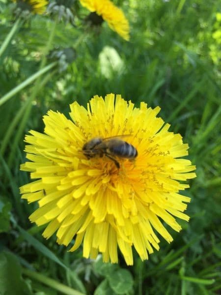 Fruitmotor paardenbloem