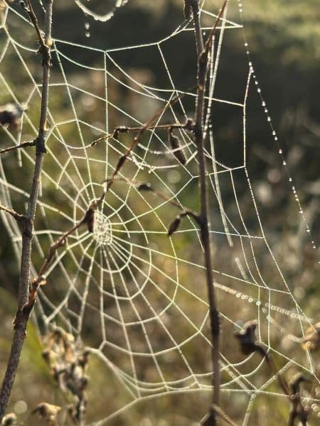 Fruitmotor spinnenweb