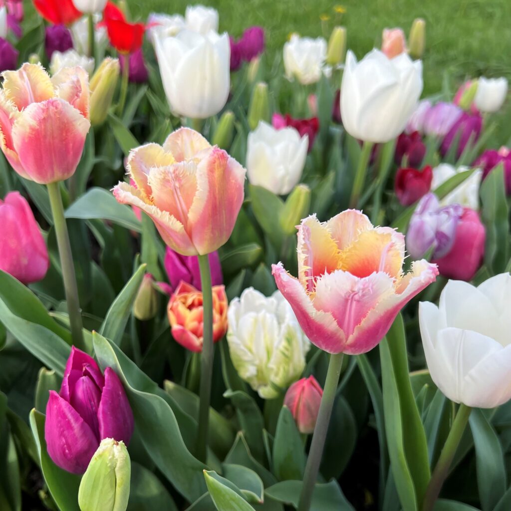 Zaailingen - Marjolein tulpen