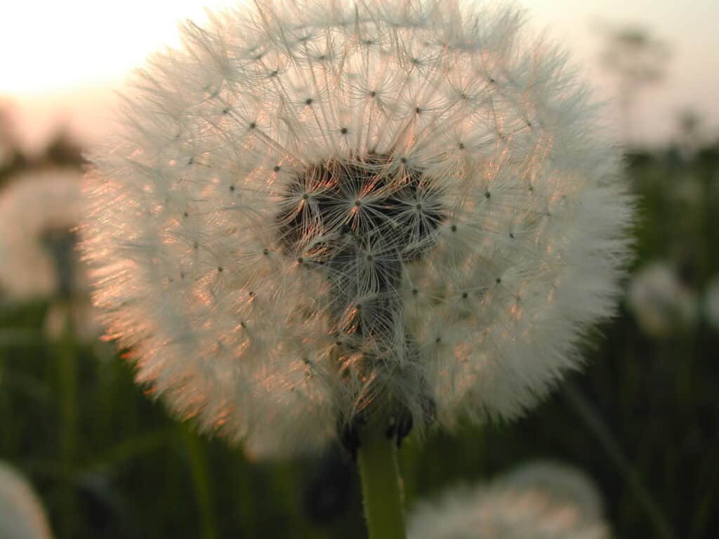 Pluis