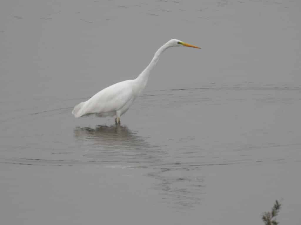 IVN Grote zilverreiger.Marja ten Voorde