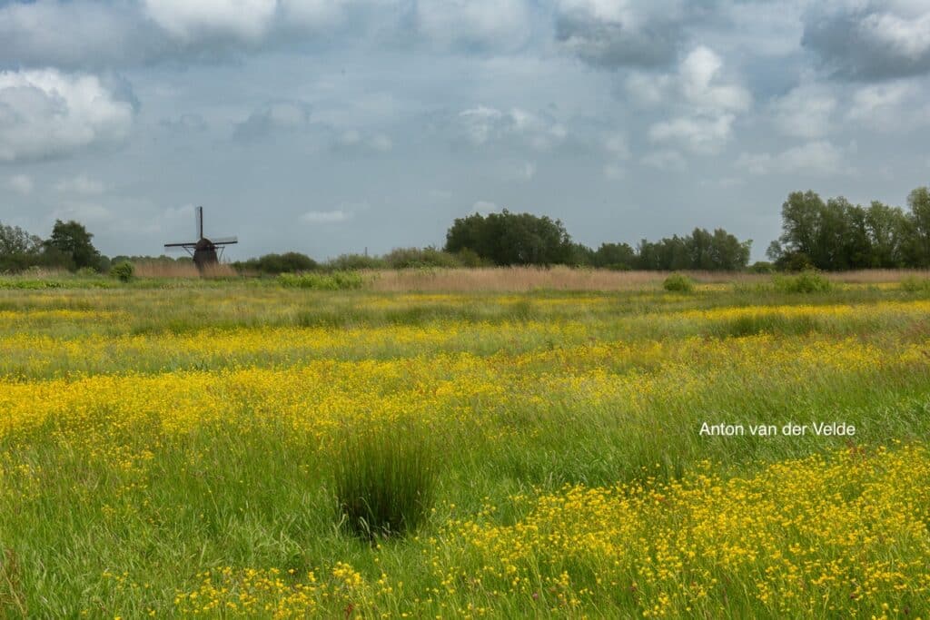 westbetuwe_De-Steendert_Anton-van-der-Velde