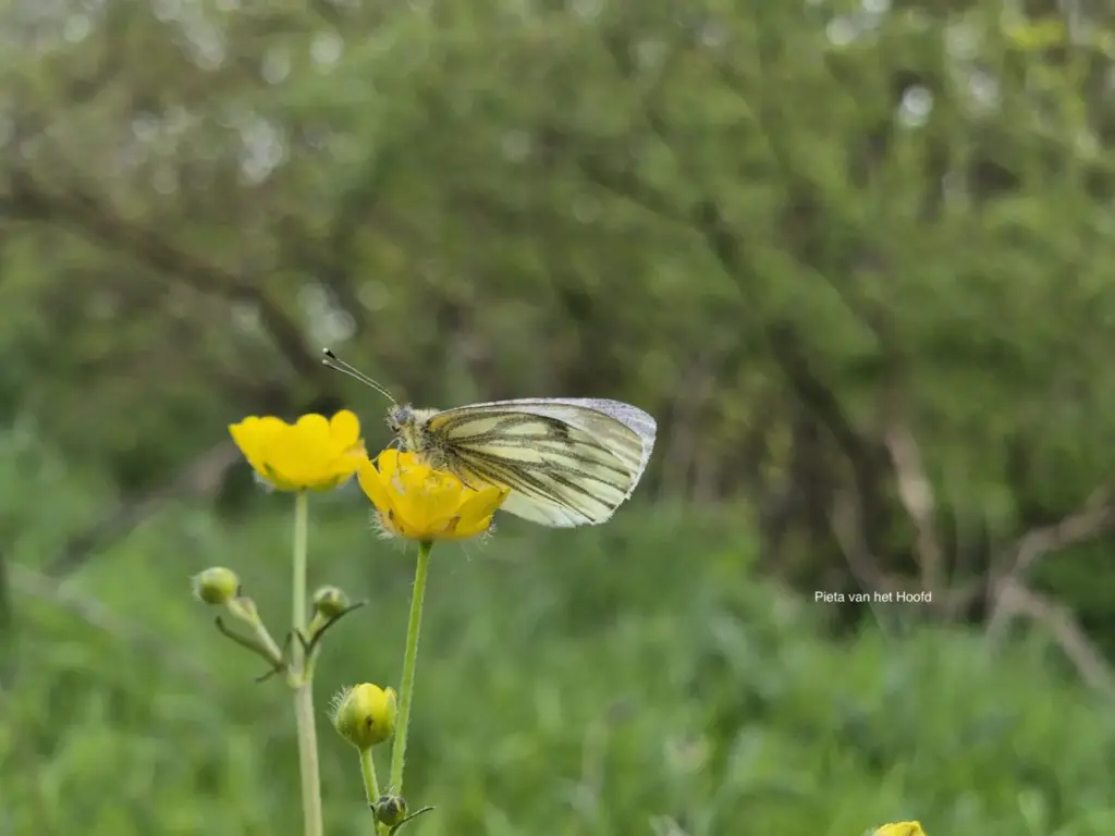 westbetuwe_Geaderd-witje-in-de-Heesseltsche-uiterwaarden_Pieta-van-het-Hoofd-1536x1152